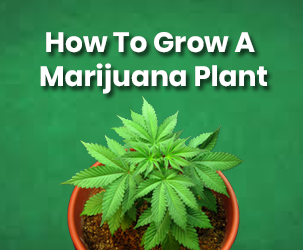 How To Grow A Marijuana Plant at Home
