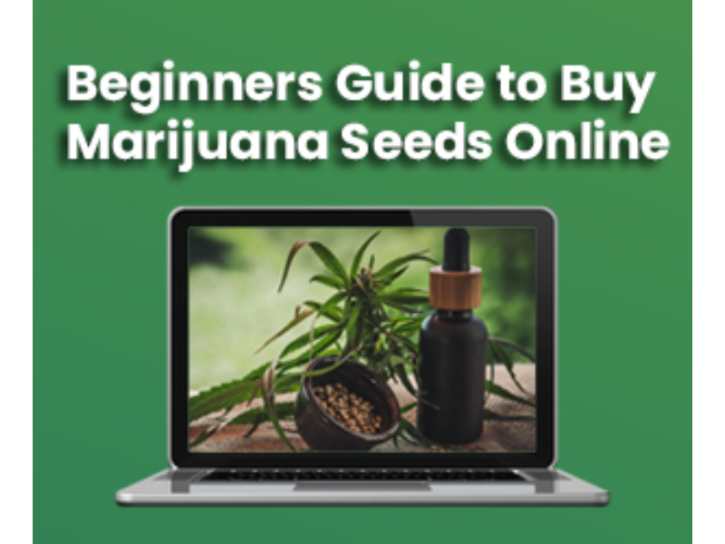 Beginners Guide to Buy Marijuana Seeds Online
